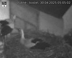 Capi_Dubne_20250430_050502.jpg