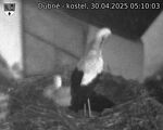 Capi_Dubne_20250430_051003.jpg