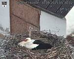 Capi_Dubne_20250430_053002.jpg