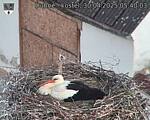 Capi_Dubne_20250430_054003.jpg