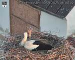 Capi_Dubne_20250430_060002.jpg