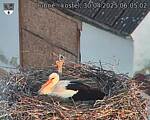 Capi_Dubne_20250430_060502.jpg