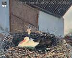 Capi_Dubne_20250430_062504.jpg