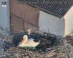 Capi_Dubne_20250430_063002.jpg