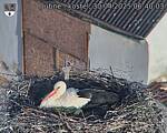 Capi_Dubne_20250430_064003.jpg