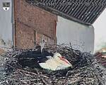 Capi_Dubne_20250430_065502.jpg