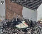 Capi_Dubne_20250430_070504.jpg
