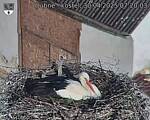 Capi_Dubne_20250430_072004.jpg