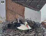 Capi_Dubne_20250430_072502.jpg