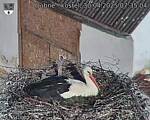 Capi_Dubne_20250430_073504.jpg