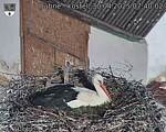 Capi_Dubne_20250430_074002.jpg
