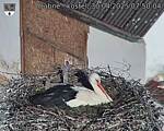 Capi_Dubne_20250430_075004.jpg