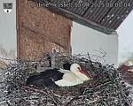 Capi_Dubne_20250430_080004.jpg