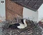 Capi_Dubne_20250430_080504.jpg