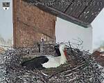 Capi_Dubne_20250430_082004.jpg