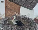 Capi_Dubne_20250430_084502.jpg