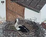 Capi_Dubne_20250430_085004.jpg