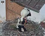 Capi_Dubne_20250430_092004.jpg