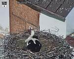 Capi_Dubne_20250430_101002.jpg