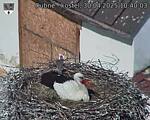 Capi_Dubne_20250430_104003.jpg