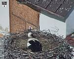 Capi_Dubne_20250430_105004.jpg