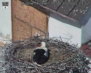 Capi_Dubne_20250430_111502.jpg (1350 x 1080)