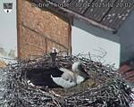 Capi_Dubne_20250430_122002.jpg