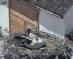 Capi_Dubne_20250430_151002.jpg