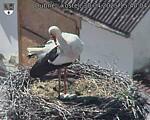 Capi_Dubne_20250430_154004.jpg