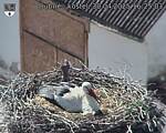 Capi_Dubne_20250430_162503.jpg