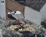 Capi_Dubne_20250430_164002.jpg
