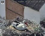 Capi_Dubne_20250430_164504.jpg