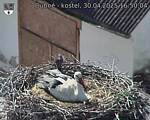 Capi_Dubne_20250430_165004.jpg