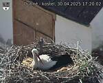 Capi_Dubne_20250430_172002.jpg