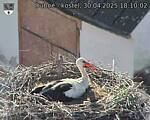 Capi_Dubne_20250430_181002.jpg