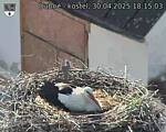Capi_Dubne_20250430_181503.jpg