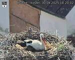Capi_Dubne_20250430_182002.jpg