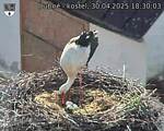 Capi_Dubne_20250430_183003.jpg