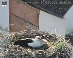 Capi_Dubne_20250430_184503.jpg