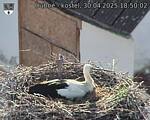 Capi_Dubne_20250430_185002.jpg