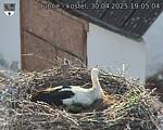 Capi_Dubne_20250430_190504.jpg