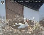 Capi_Dubne_20250430_192002.jpg