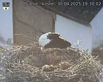 Capi_Dubne_20250430_193002.jpg
