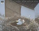 Capi_Dubne_20250430_193502.jpg