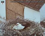 Capi_Dubne_20250430_200502.jpg