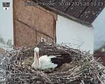 Capi_Dubne_20250430_201003.jpg