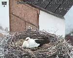 Capi_Dubne_20250430_202503.jpg