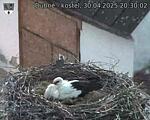 Capi_Dubne_20250430_203002.jpg