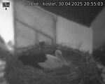 Capi_Dubne_20250430_205503.jpg