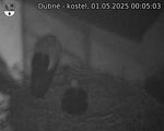 Capi_Dubne_20250501_000503.jpg